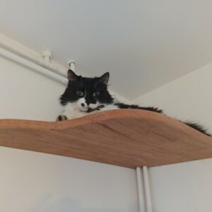 Nichoir a chat