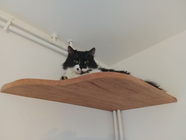 Nichoir a chat