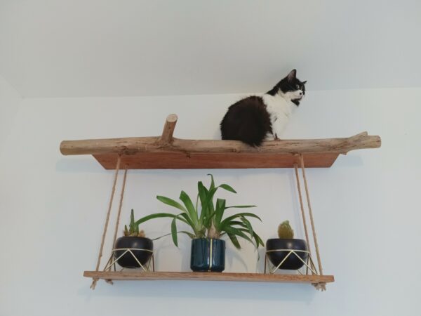 Étagère pour ranger les chats =^.^=
